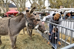 FETE-ANE-GRIS-2018 (12)